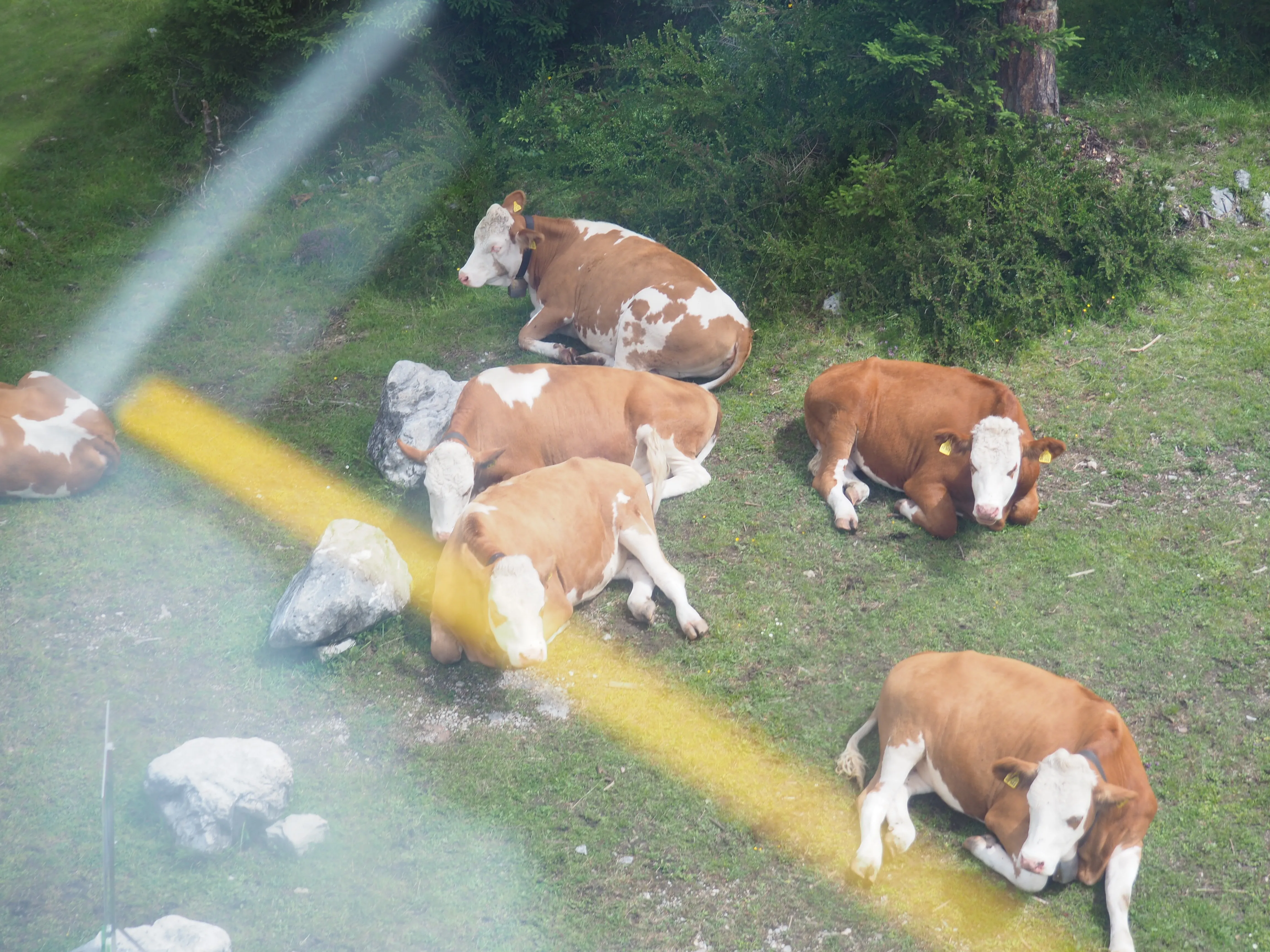 A herd of cows sitting on a grassy hill in the mountains of Bavaria DE.